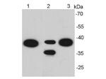 EpCAM Antibody in Western Blot (WB)