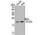 BAX Antibody in Western Blot (WB)