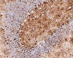 GFAP Antibody in Immunohistochemistry (Paraffin) (IHC (P))