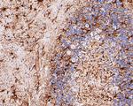 GFAP Antibody in Immunohistochemistry (Paraffin) (IHC (P))