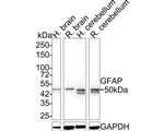 GFAP Antibody in Western Blot (WB)