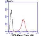 EGFR Antibody in Flow Cytometry (Flow)