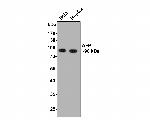 AFP Antibody in Western Blot (WB)