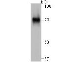 AFP Antibody in Western Blot (WB)