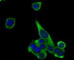 Glucagon Antibody in Immunocytochemistry (ICC/IF)