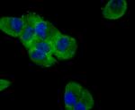 Glucagon Antibody in Immunocytochemistry (ICC/IF)