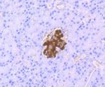 Glucagon Antibody in Immunohistochemistry (Paraffin) (IHC (P))