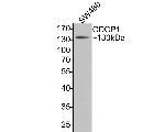 CUB domain-containing protein 1 Antibody in Western Blot (WB)