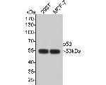 p53 Antibody in Western Blot (WB)