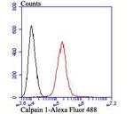 Calpain 1 Antibody in Flow Cytometry (Flow)