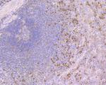 Calpain 1 Antibody in Immunohistochemistry (Paraffin) (IHC (P))