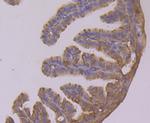Calpain 1 Antibody in Immunohistochemistry (Paraffin) (IHC (P))