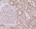 Calpain 1 Antibody in Immunohistochemistry (Paraffin) (IHC (P))