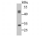 Cathepsin D Antibody in Western Blot (WB)