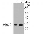 Cathepsin D Antibody in Western Blot (WB)