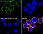 Myeloperoxidase Antibody in Immunocytochemistry (ICC/IF)