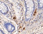 Myeloperoxidase Antibody in Immunohistochemistry (Paraffin) (IHC (P))