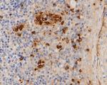 Myeloperoxidase Antibody in Immunohistochemistry (Paraffin) (IHC (P))