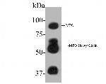Myeloperoxidase Antibody in Western Blot (WB)