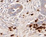 Myeloperoxidase Antibody in Immunohistochemistry (Paraffin) (IHC (P))