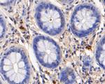 Myeloperoxidase Antibody in Immunohistochemistry (Paraffin) (IHC (P))
