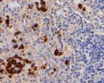 Myeloperoxidase Antibody in Immunohistochemistry (Paraffin) (IHC (P))