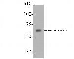 Myeloperoxidase Antibody in Western Blot (WB)