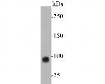 CD10 Antibody in Western Blot (WB)