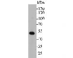 Cytokeratin 17 Antibody in Western Blot (WB)