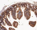 ERK2 Antibody in Immunohistochemistry (Paraffin) (IHC (P))