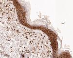 ERK2 Antibody in Immunohistochemistry (Paraffin) (IHC (P))