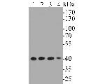 ERK2 Antibody in Western Blot (WB)