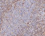 CD43 Antibody in Immunohistochemistry (Paraffin) (IHC (P))