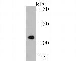 CD43 Antibody in Western Blot (WB)