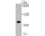 CD43 Antibody in Western Blot (WB)