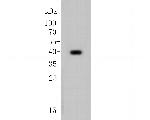 Cytokeratin 19 Antibody in Western Blot (WB)