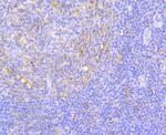 Integrin beta 1 Antibody in Immunohistochemistry (Paraffin) (IHC (P))