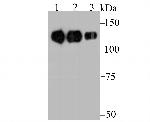 Integrin beta 1 Antibody in Western Blot (WB)