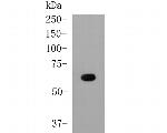 Albumin Antibody in Western Blot (WB)