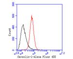 Caveolin-1 Antibody in Flow Cytometry (Flow)
