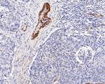 Caveolin-1 Antibody in Immunohistochemistry (Paraffin) (IHC (P))