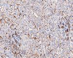 Caveolin-1 Antibody in Immunohistochemistry (Paraffin) (IHC (P))