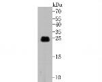 Caveolin-1 Antibody in Western Blot (WB)
