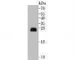 Caveolin-1 Antibody in Western Blot (WB)