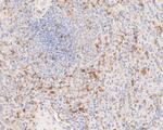 CD43 Antibody in Immunohistochemistry (Paraffin) (IHC (P))