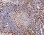 CD43 Antibody in Immunohistochemistry (Paraffin) (IHC (P))