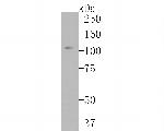CD43 Antibody in Western Blot (WB)