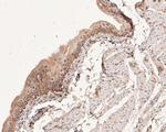 COX2 Antibody in Immunohistochemistry (Paraffin) (IHC (P))