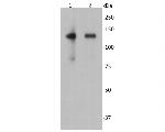 CD22 Antibody in Western Blot (WB)