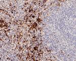 CD42b Antibody in Immunohistochemistry (Paraffin) (IHC (P))